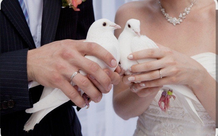 Witte bruidsduiven, Dieren en Toebehoren, Meerdere dieren, Postduif