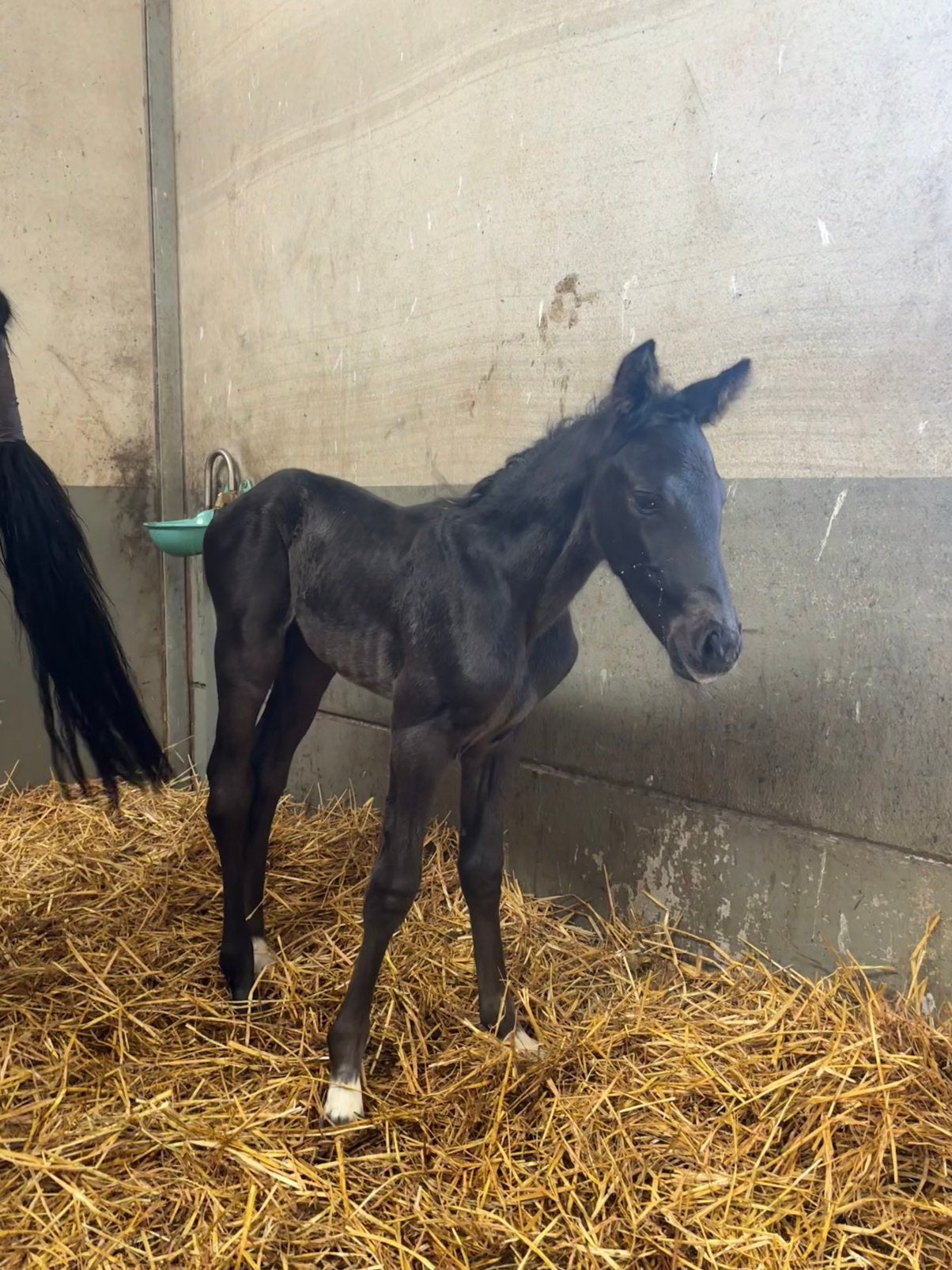 Hengstveulen Orak d’hamwyck x andiamo semilly, Dieren en Toebehoren, Paarden, Hengst, Springpaard, 0 tot 2 jaar