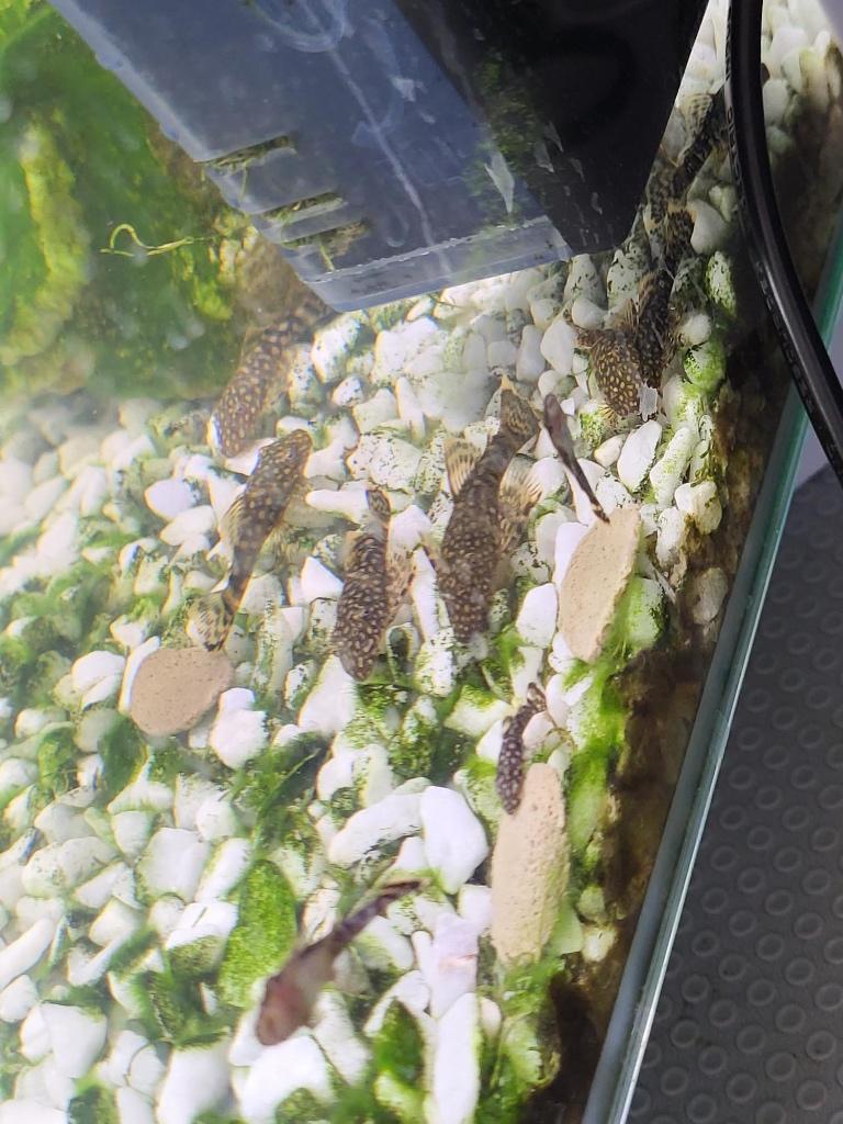 Jonge Ancistrus, Vis, Zoetwatervis