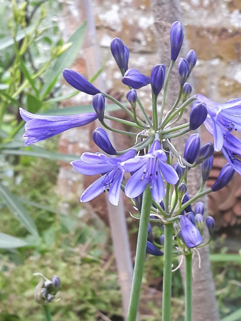 Agapanthus Peter Pan, Tuin en Terras, Planten | Tuinplanten, Ophalen, Volle zon