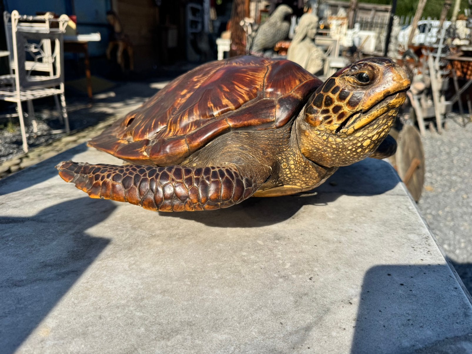 Tortue de mer taxidermique., Enlèvement ou Envoi, Utilisé