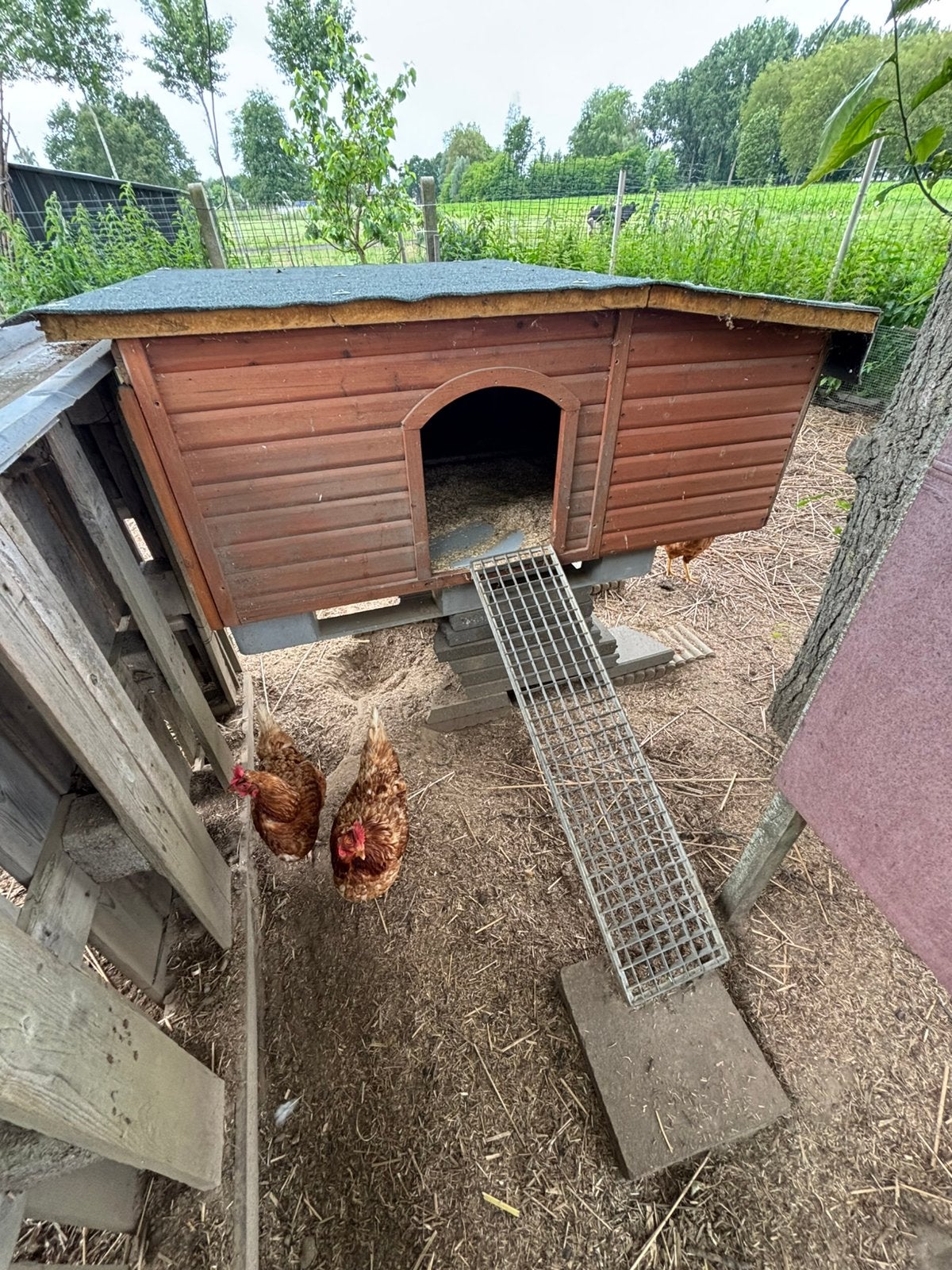 Kippenhok, Dieren en Toebehoren, Ophalen, Zo goed als nieuw, Kippenhok of Kippenren
