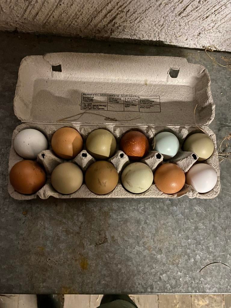 Broedeieren, Poule ou poulet