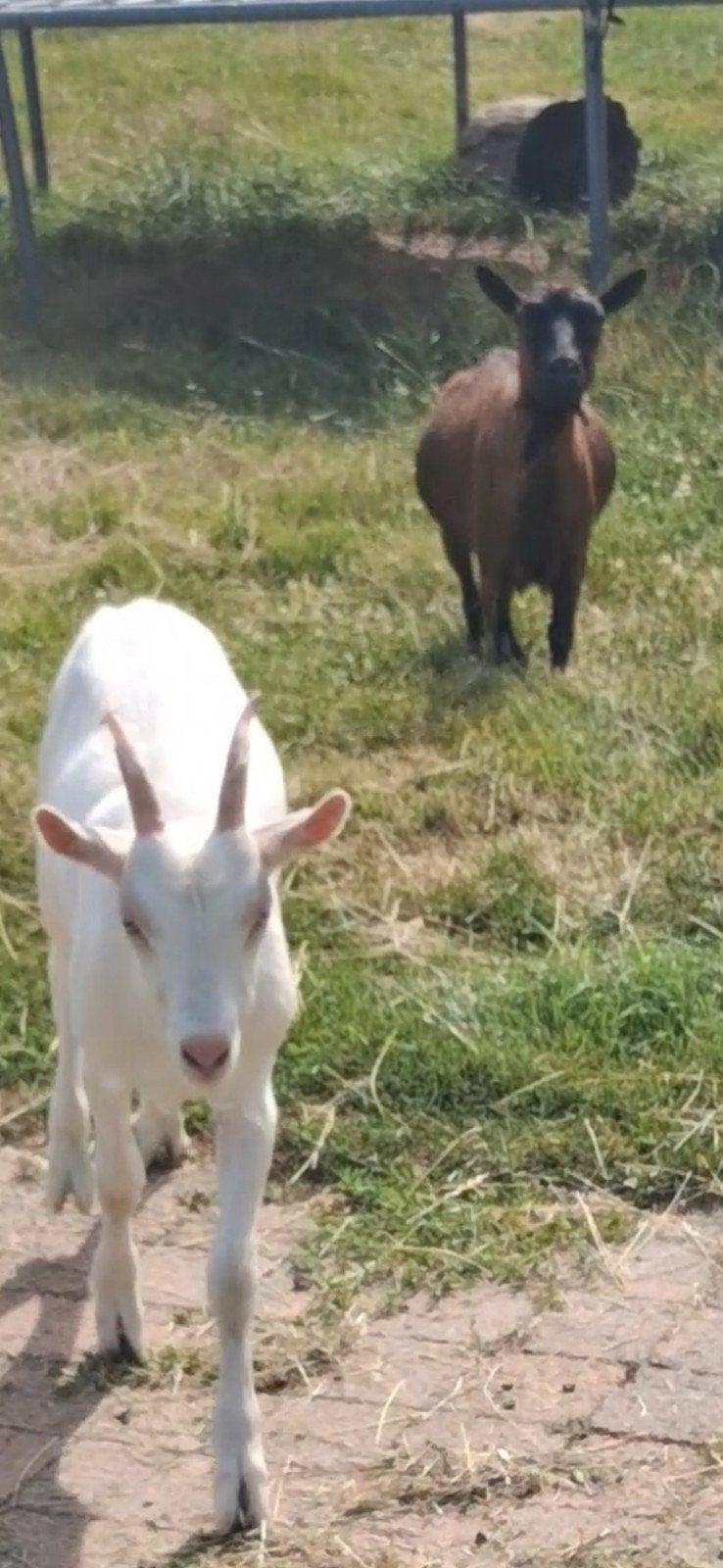 mieke, Vrouwelijk, Geit, 0 tot 2 jaar
