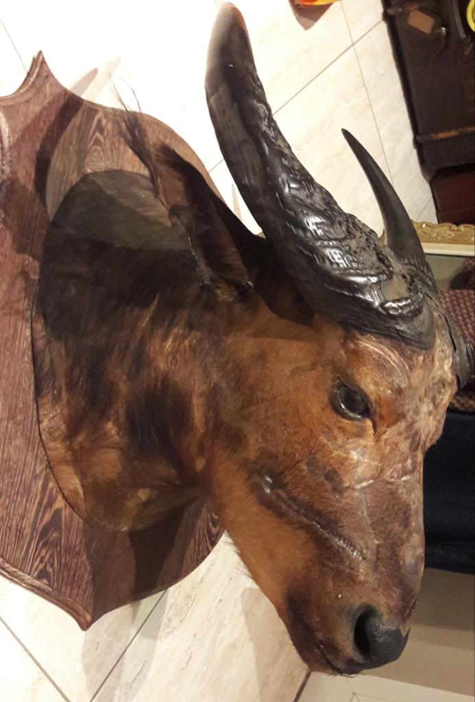 Jachttrofee taxidermie opgezette buffel, Ophalen