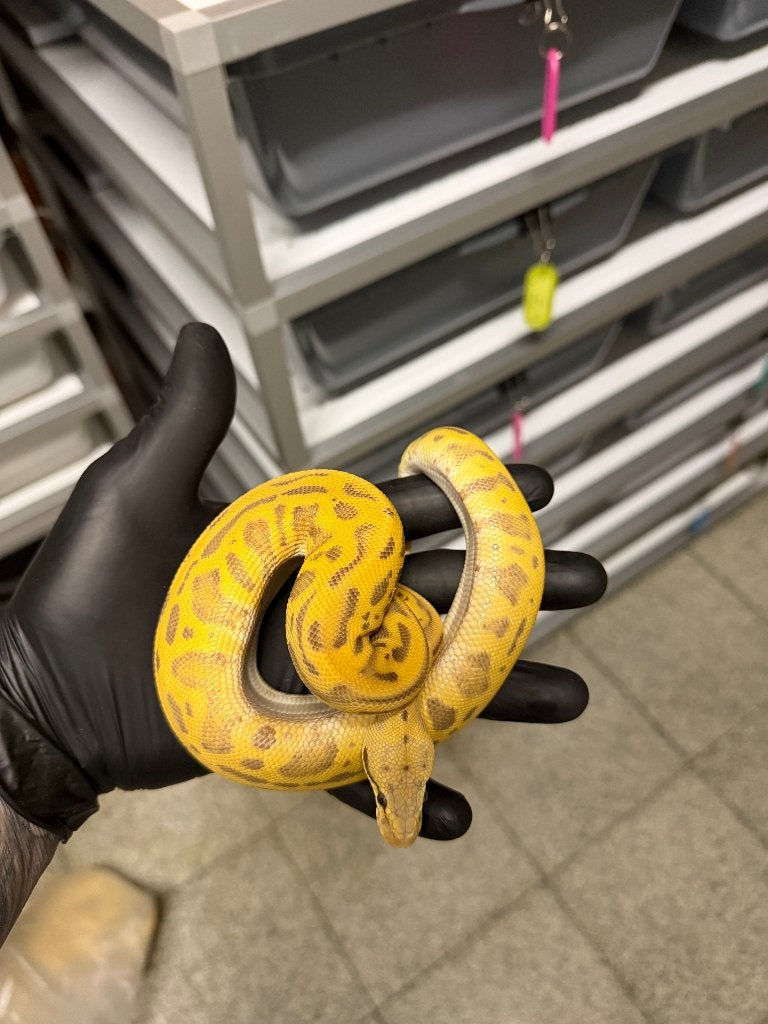 0.1 Pastel Ghi Leopard Ultramel het Clown, Dieren en Toebehoren, Reptielen en Amfibieën, Slang, Tam, 0 tot 2 jaar