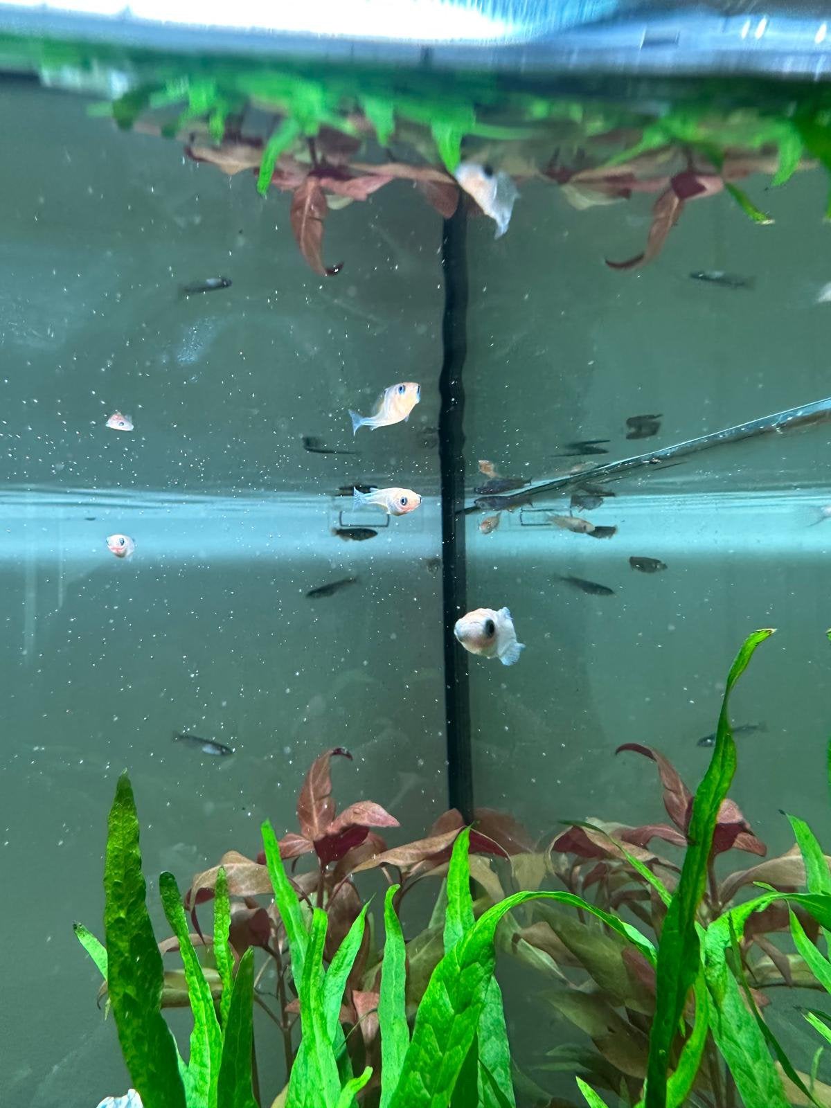 Medaka rijstvisjes, Poisson, Poisson d'eau douce, Banc de poissons