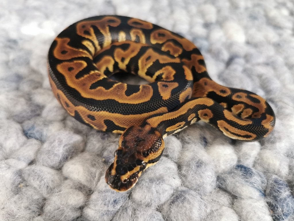 Koningspython; python regius; 1.0; Leopard het Clown Ball Python photo 4