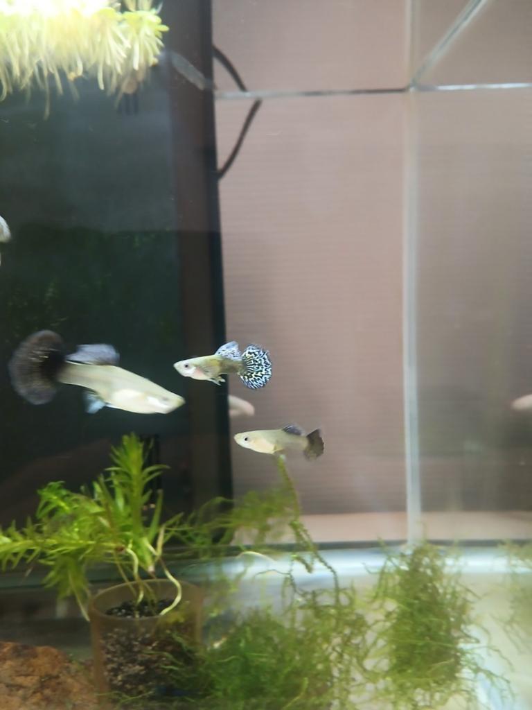 Platinum blue dragon ss halfmoon BP85 🤜 (vietnam bloedlijn), Dieren en Toebehoren