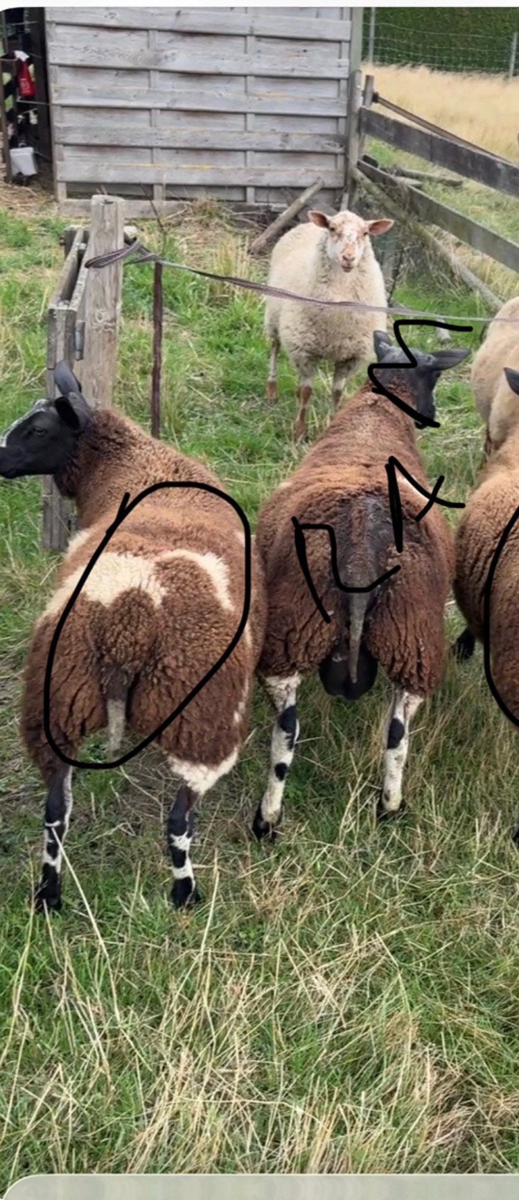 Agneau Bélier et bel agneau, Animaux & Accessoires, Mouton