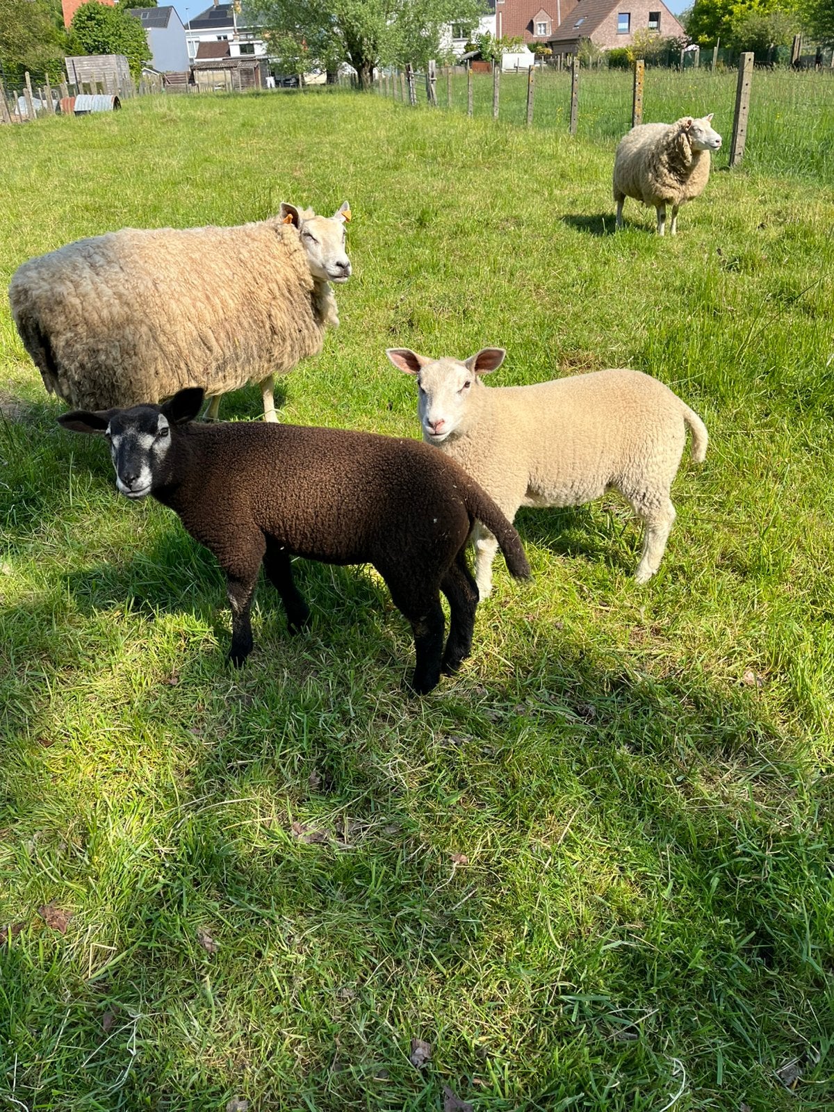 2 mooie ooilammeren ( Franse Texel x swifter), Dieren en Toebehoren