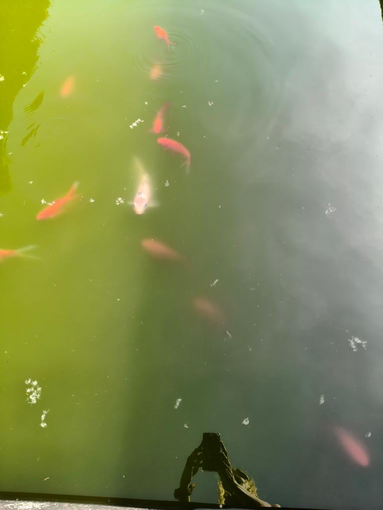 Vissen, Dieren en Toebehoren, Vissen | Aquariumvissen, Vis, Zoetwatervis