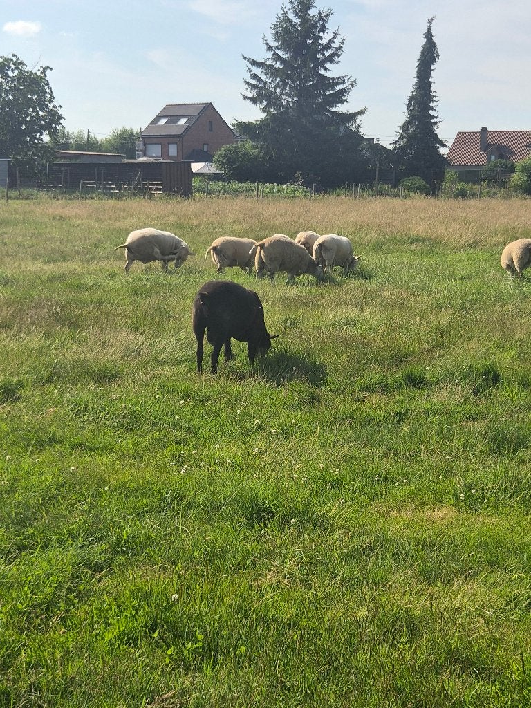 Dekbokken, Dieren en Toebehoren, Schapen, Geiten en Varkens, Mannelijk, Schaap, 0 tot 2 jaar