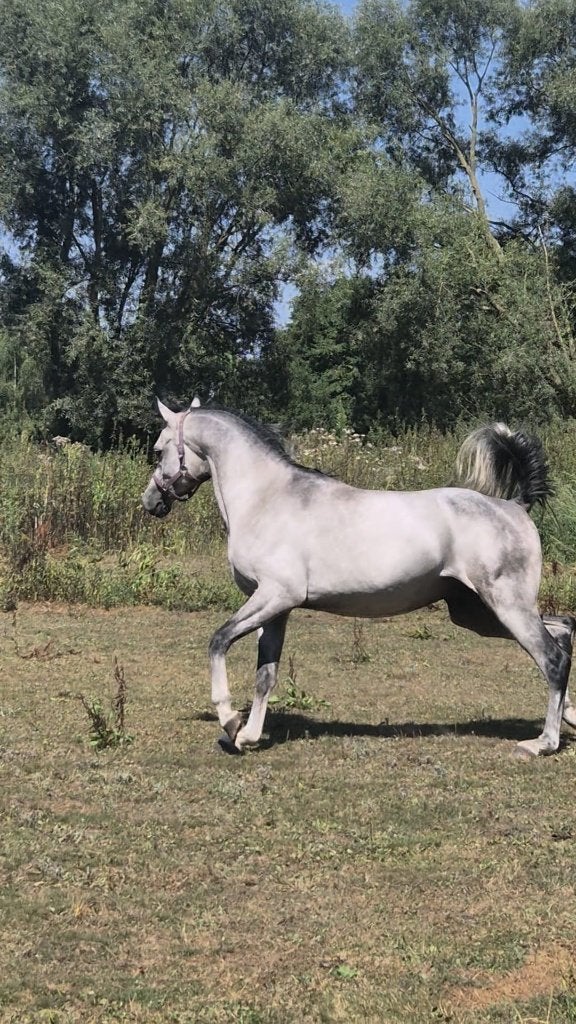 Diverse Arabische Volbloeden, Plusieurs animaux, Avec pedigree