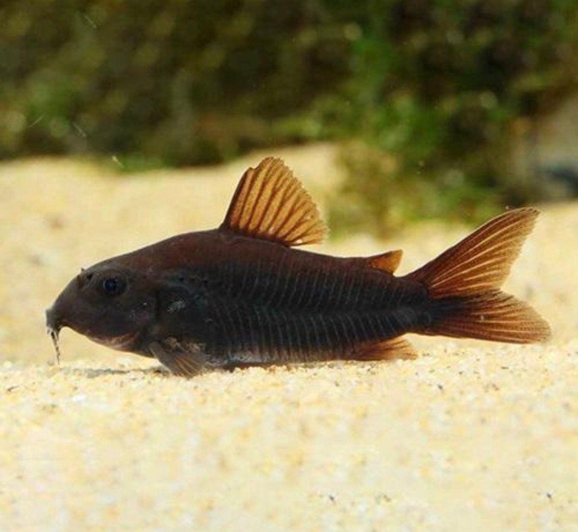 4 Black Venezuela Corydoras, Animaux & Accessoires, Poisson, Poisson d'eau douce