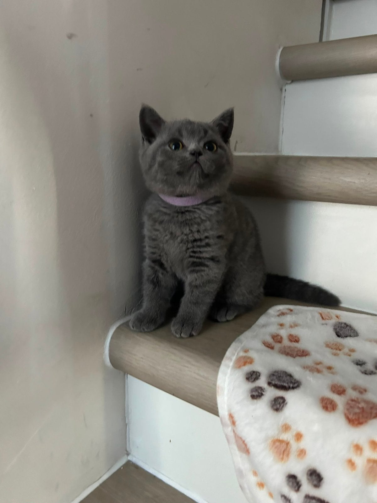 Chatons britanniques à poil court, Plusieurs animaux, Avec pedigree, 0 à 2 ans