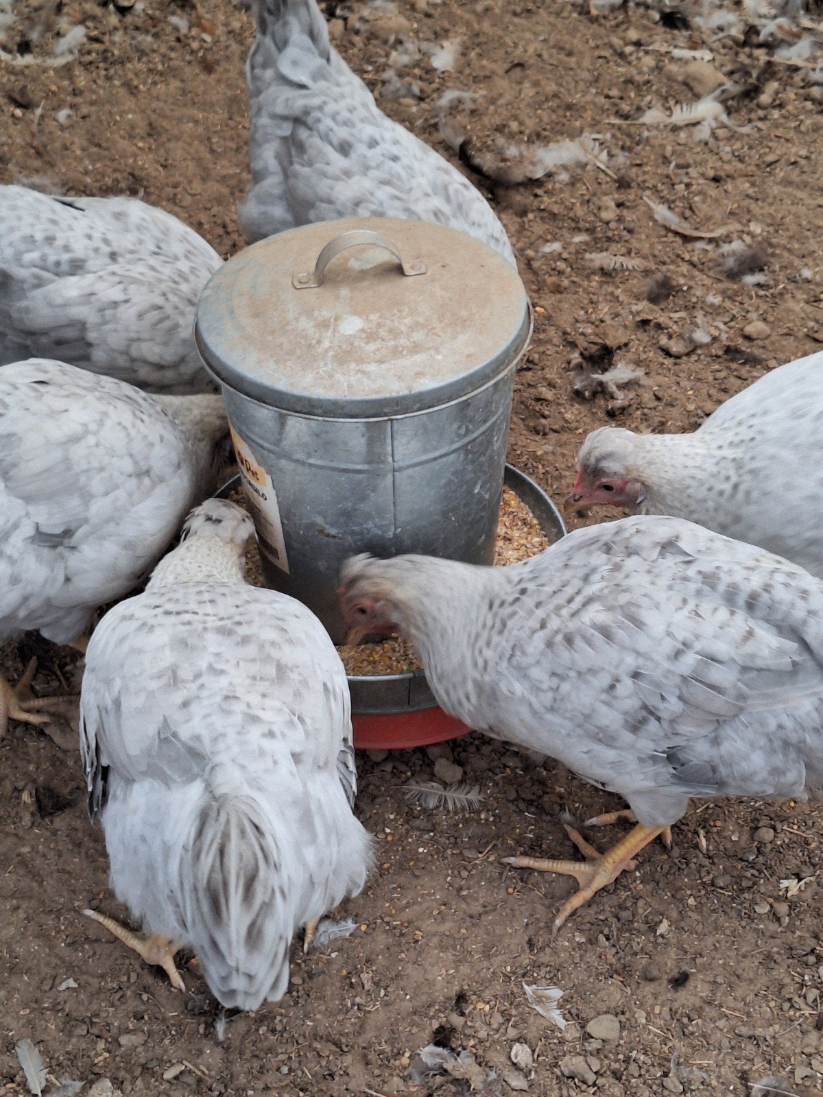 cream legbar opal, Plusieurs animaux, Poule ou poulet