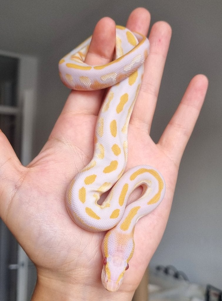 1.0 blackhead mojave lavender albino 66% het pied