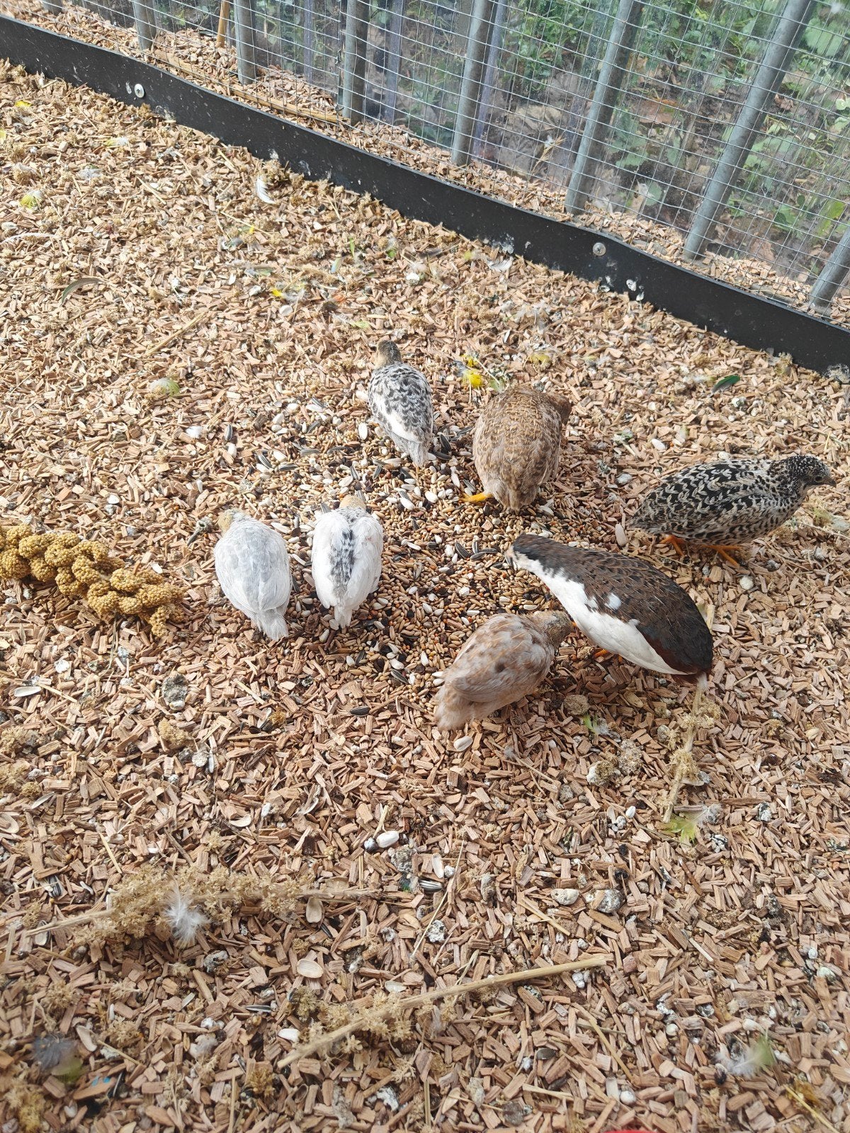 chinese dwergkwartel ( natuurbroed), Dieren en Toebehoren