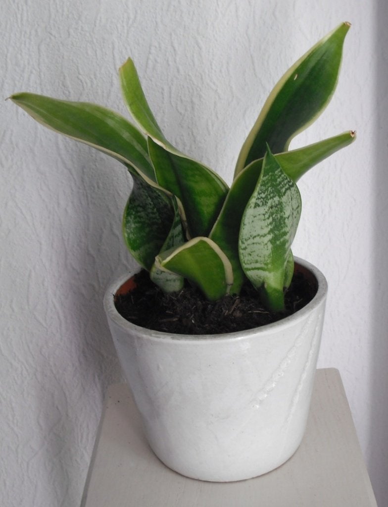 kamerplant " SANSEVERIA " in mooie stenen bloempot, Enlèvement, En pot