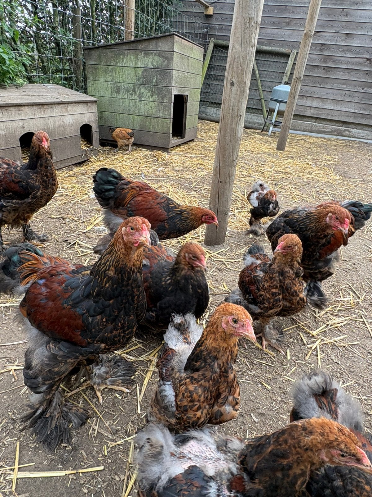 Jonge brahma goudpatrijs haantjes, Dieren en Toebehoren
