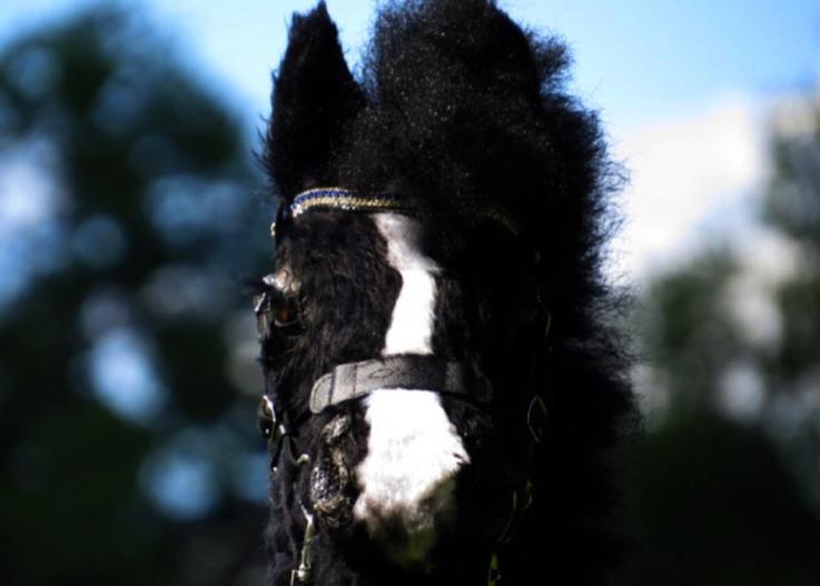 hobby horse/stokpaard te koop, Dieren en Toebehoren, Paarden
