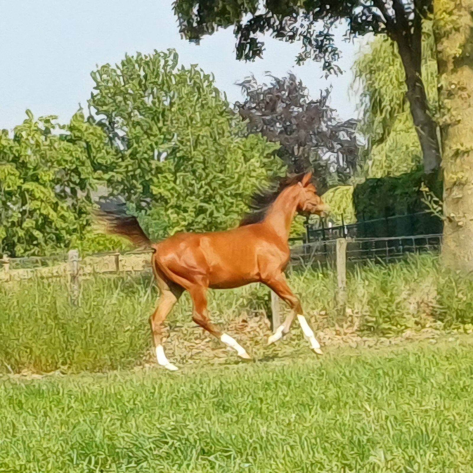Zeer knappe D pony jaarling hengst, Animaux & Accessoires, Poneys, Étalon, Poney D (1.37 m à 1.48m), Vermifugé, 0 à 2 ans