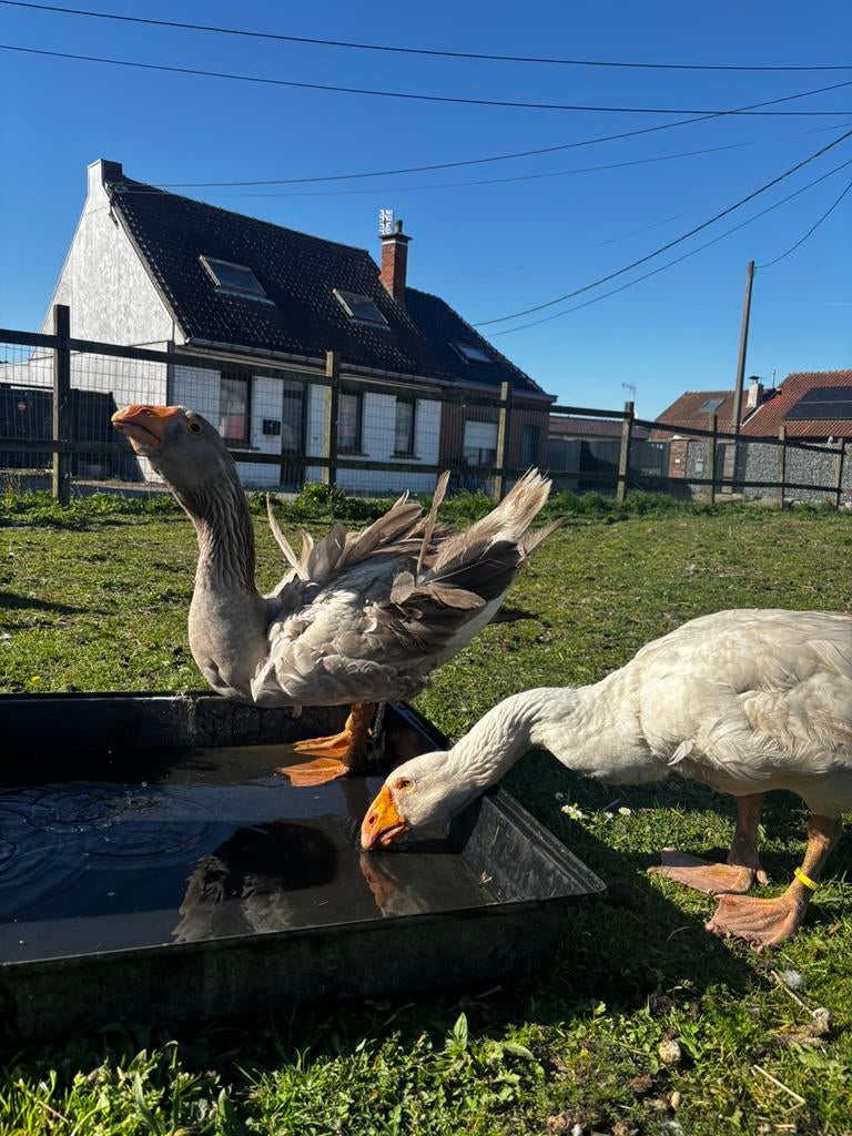 Tula-gans, Ophalen of Verzenden