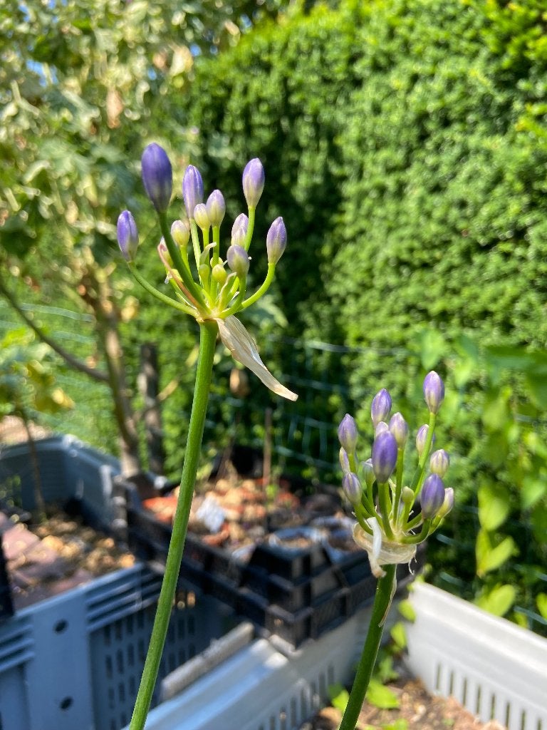 Dwerg Agapanthus, Tuin en Terras, Volle zon, Vaste plant, Zomer, Ophalen