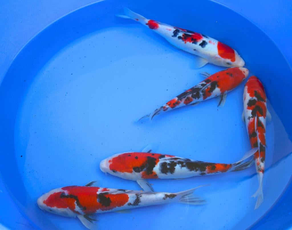 jumbo gosanke, Karper of Koi
