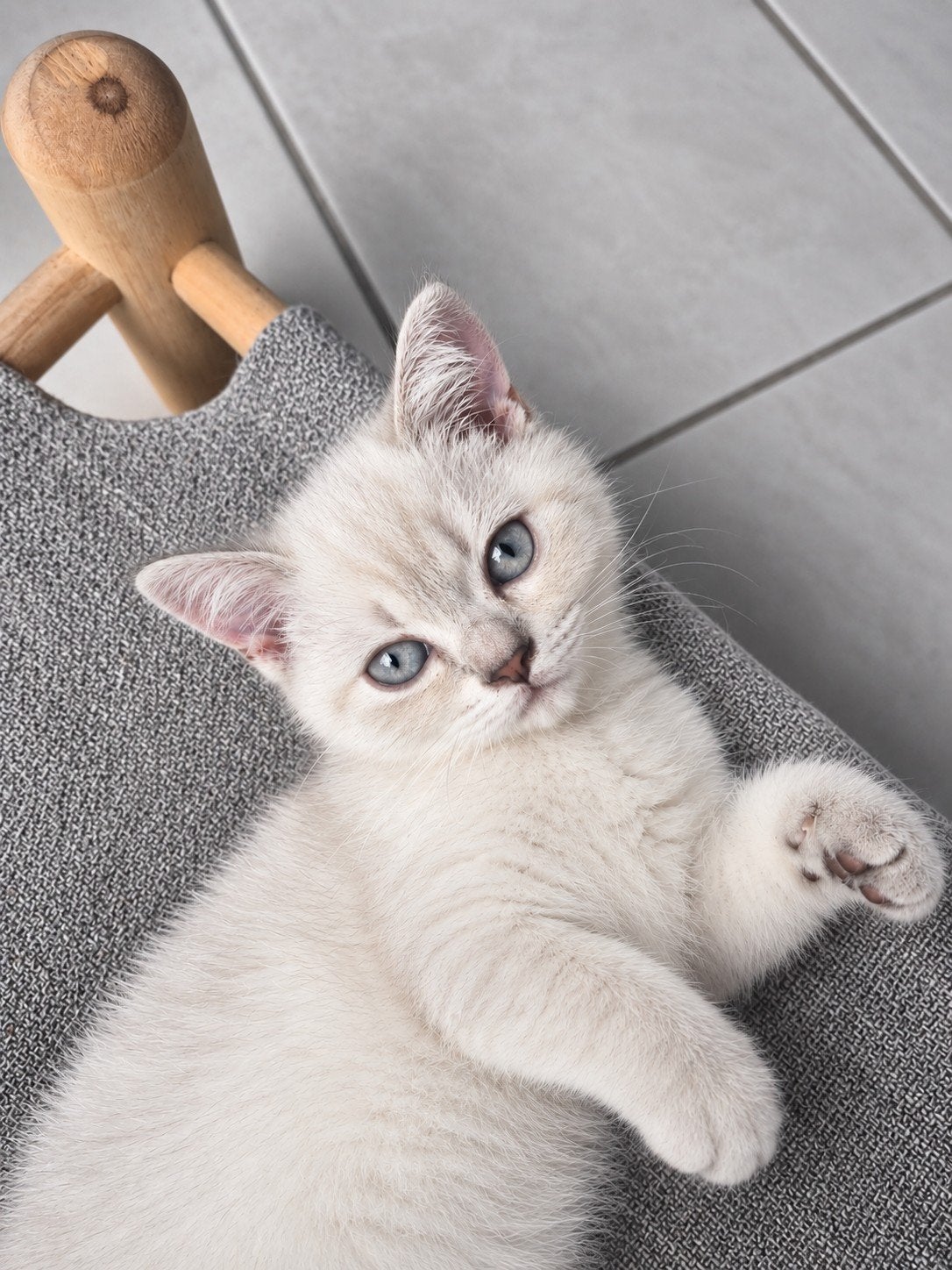 britse korthaar, Chatte ou Chat, Vermifugé, 0 à 2 ans
