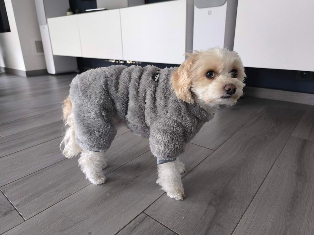 Hondentrui, Dieren en Toebehoren, Hondenkleding, Nieuw, Hondentrui, Ophalen