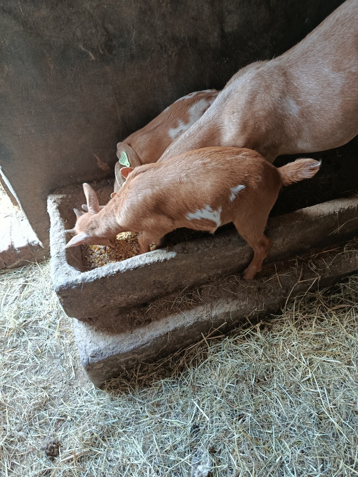 Dwerggeiten bokje, Mâle, Chèvre, 0 à 2 ans
