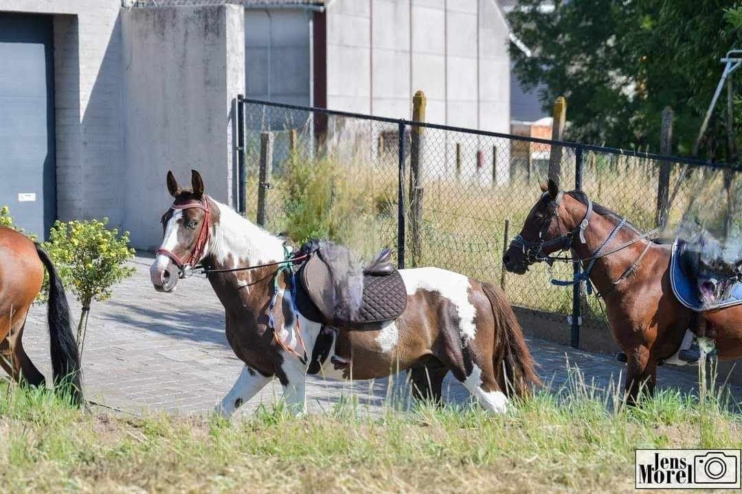 Bonte pony, Dieren en Toebehoren, B, Ruin, Gechipt, 7 tot 10 jaar