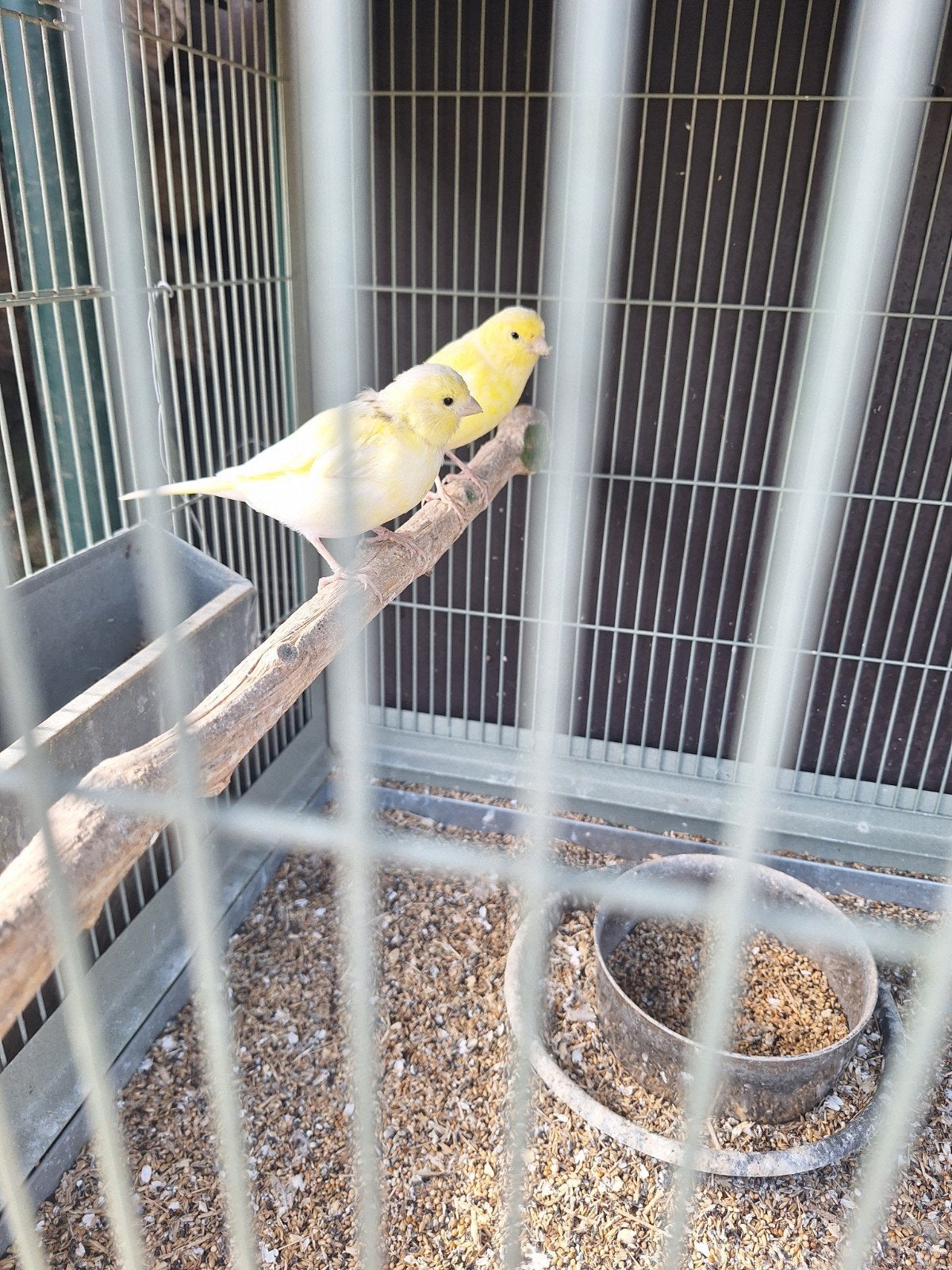 canari, Animaux & Accessoires