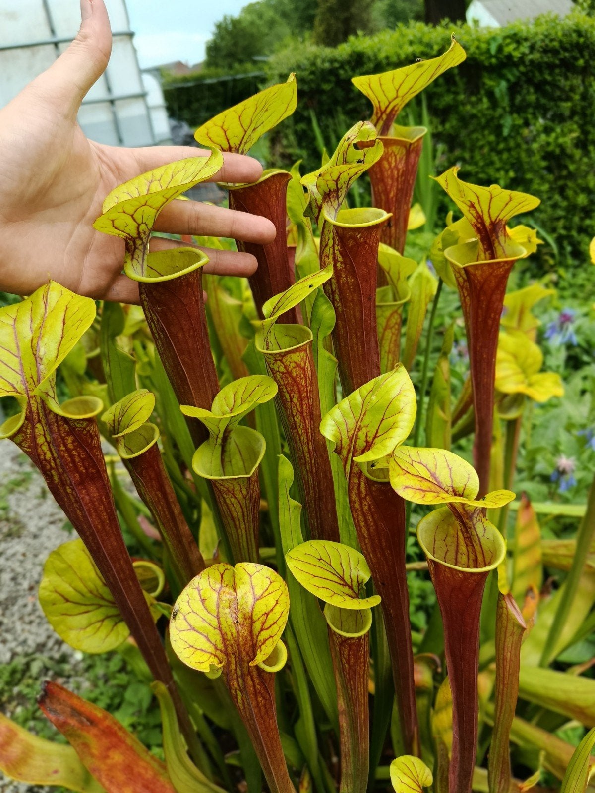 plantes carnivores sarracenia Flava red, Jardin & Terrasse, Bulbes & Semences, Enlèvement ou Envoi, Automne, Plein soleil, Rhizome