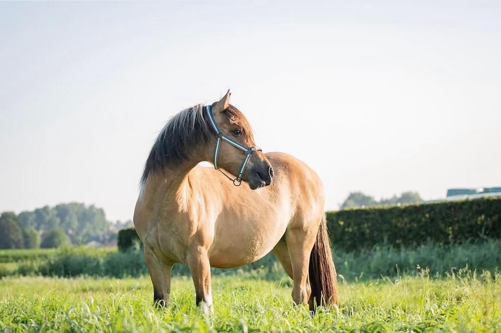 Knappe ruin met gouden karakter, Dieren en Toebehoren, Pony's, Ruin, Zadelmak, E pony (1.48m - 1.57m), Recreatiepony, 7 tot 10 jaar