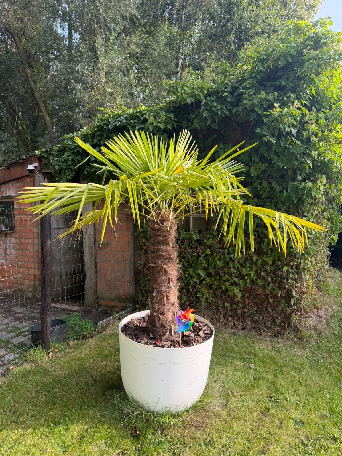 Palmboom Trachycarpus fortunei, Tuin en Terras, Ophalen, Palmboom