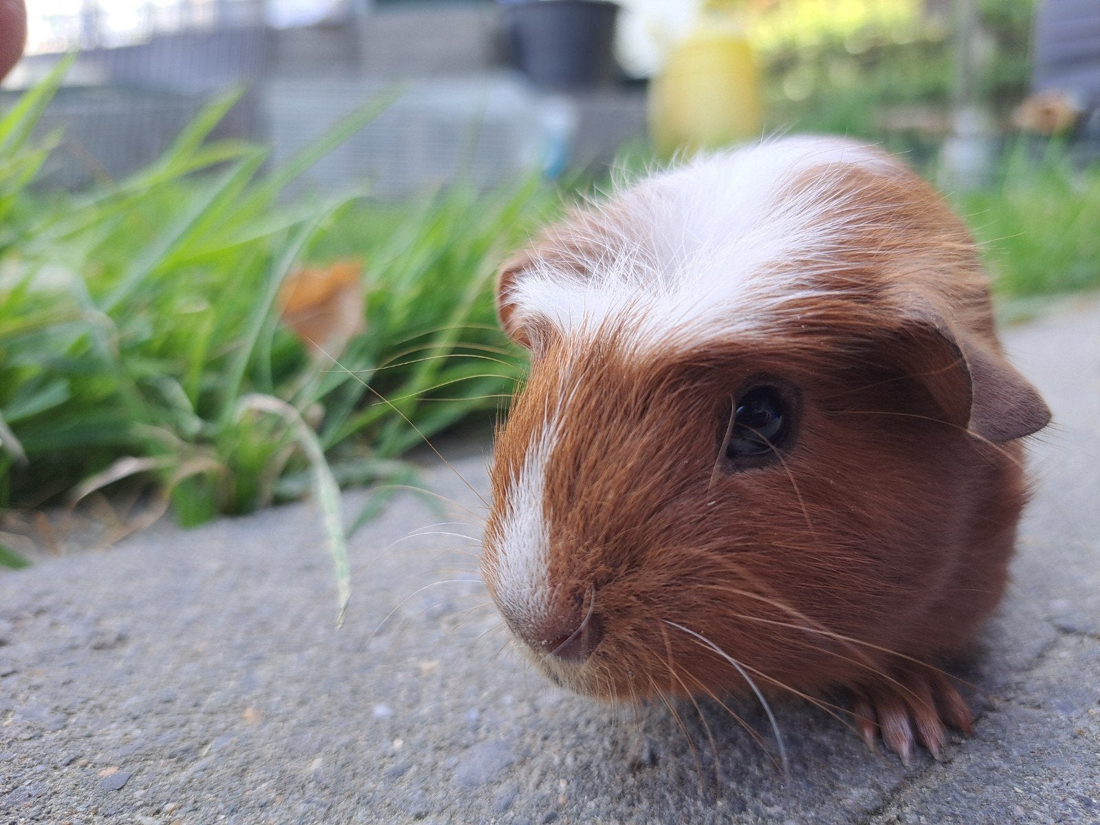 Amerikaans gekruind - Beertje, Cavia, Mannelijk, Juli, Tam