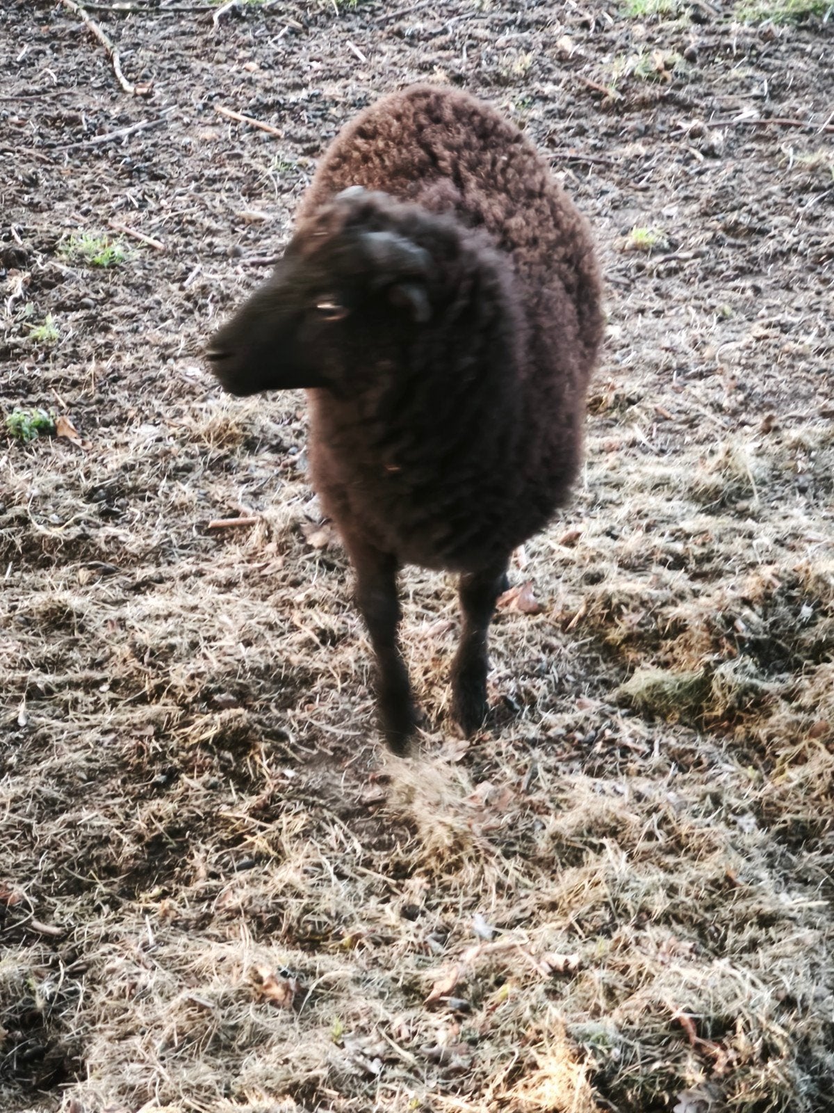 Ouessant ram lam, Dieren en Toebehoren
