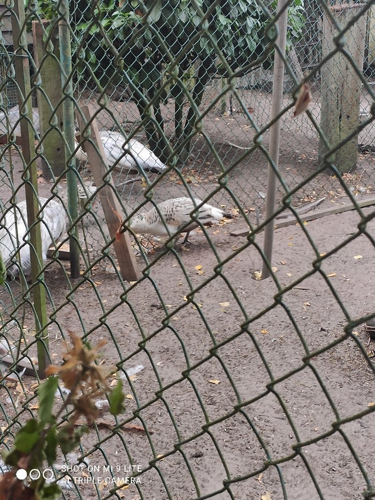 jonge zwartvleugel pauwen 70 euro koppel