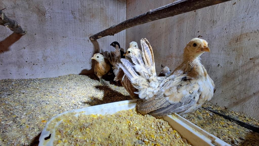 Serama kuikentjes, Dieren en Toebehoren, Meerdere dieren, Kip