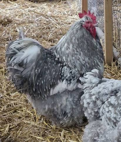 Koppel orpiton molled, Dieren en Toebehoren, Pluimvee
