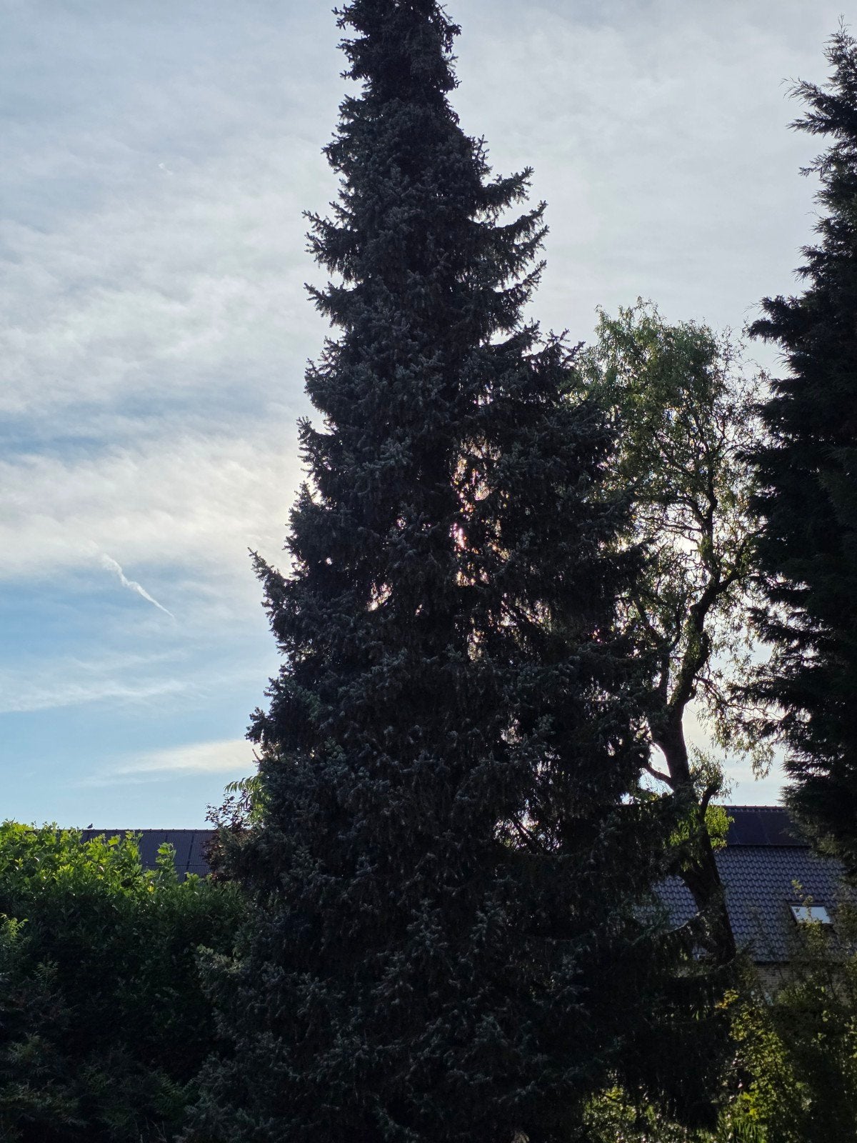 Gratis hout: Fruitbomen,dennenboom en hoge haag zelf te rooi, Ophalen, Halfschaduw, Overige soorten, 400 cm of meer