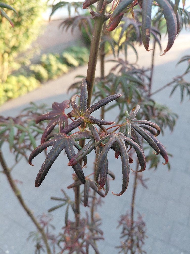 Acer Starfish, Tuin en Terras, Ophalen, Esdoorn