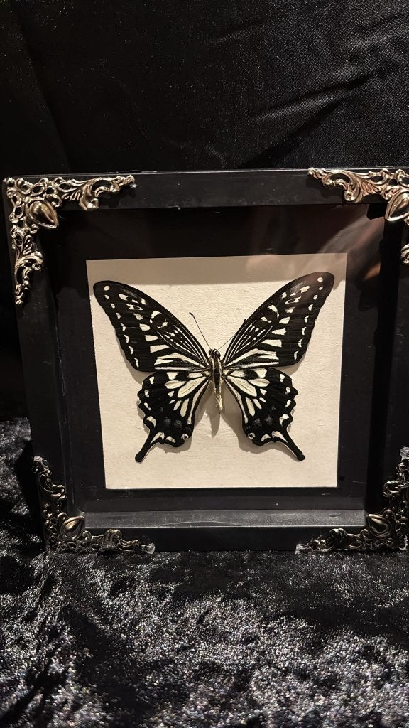 mannetjes Papilio polytes (Zwaluwstaartvlinder), Collections, Collections Animaux, Enlèvement ou Envoi, Neuf, Insecte, Animal empaillé