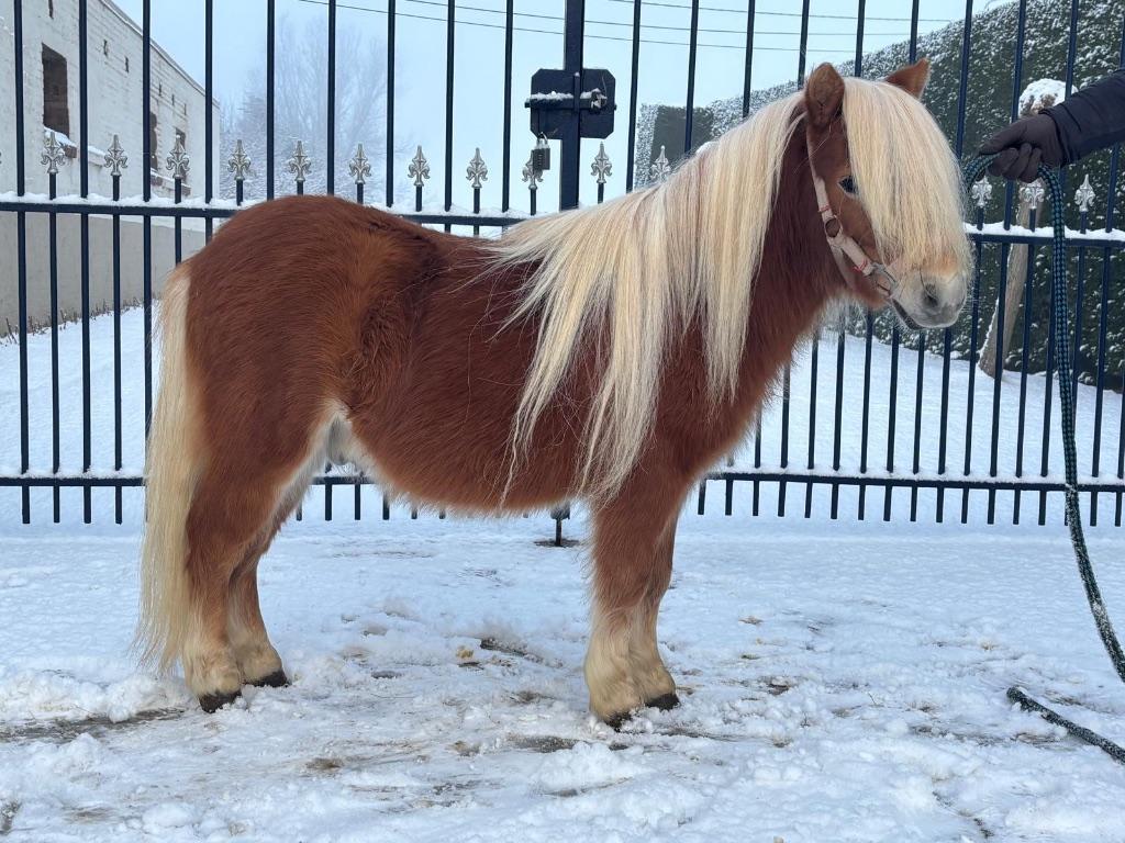 Zeer lief Shetlander ruintje van 3 jaar., Met stamboom, Ruin, Niet van toepassing, A pony (tot 1.17m)