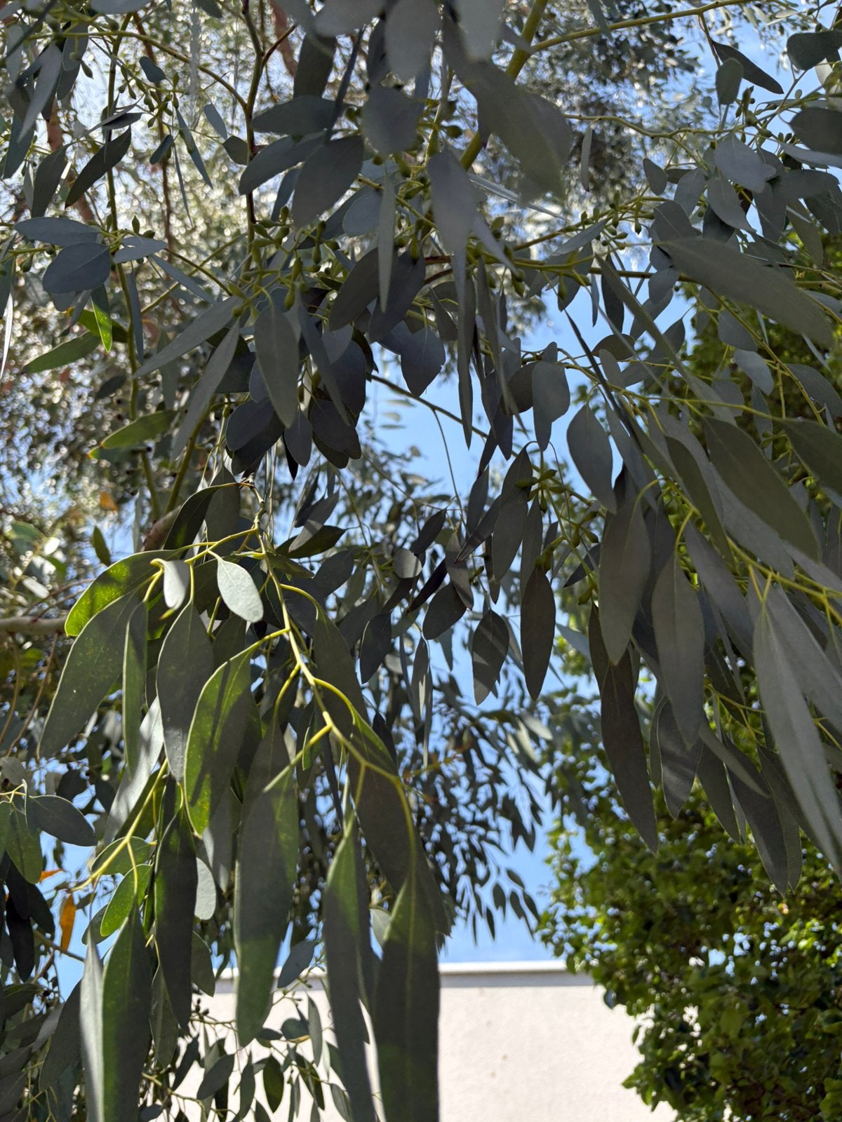 Verse Eucalyptus takken €2, Tuin en Terras, Ophalen