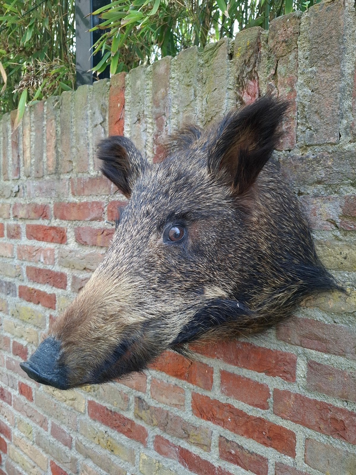 Taxidermie : sanglier en peluche, crâne de chasse, bois, boi, Enlèvement, Animal sauvage, Bois ou Tête