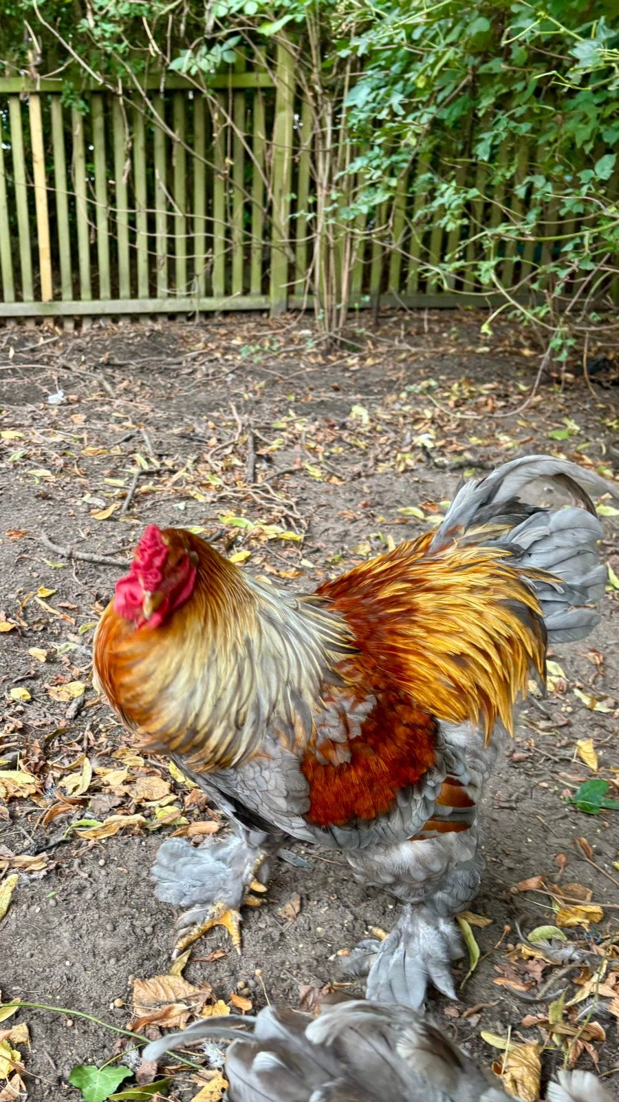 Brahma haan - 1 jaar, Mannelijk, Kip